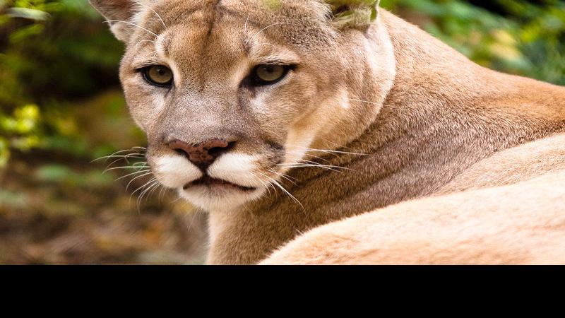 Mountain Lions Roaring Back No Confirmed Sightings In Tenn Since 2016 Greenevillesun Com