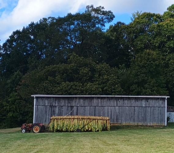 Tobacco Time In Tennessee | Agriculture