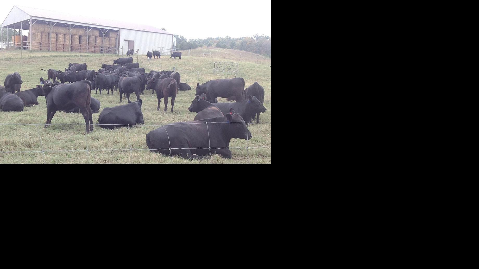 Local Angus Farm Is 8th In State Production Agriculture