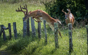 It's also 'deer season' on Tennessee's roads