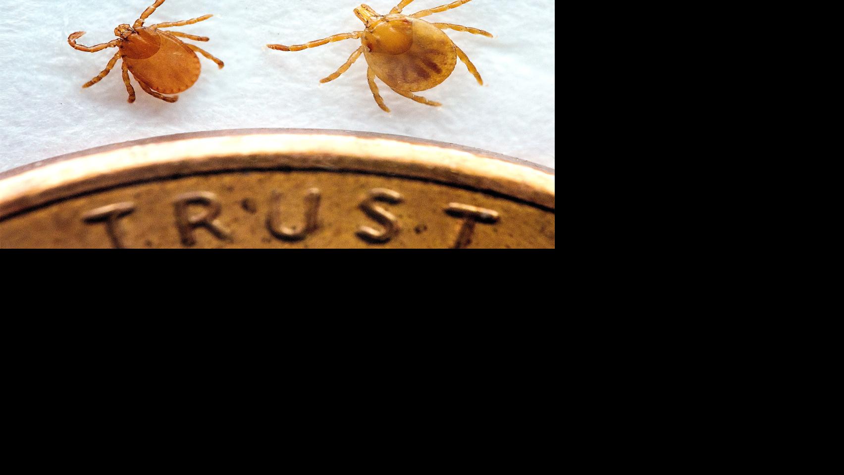 Invasive Tick Species Found In Tennessee Agriculture