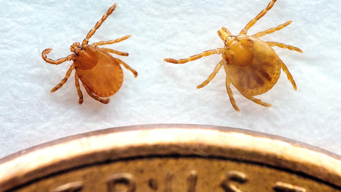 Tiggs Insect Invasive Tick Species Found In Tennessee | Agriculture | greenevillesun.com