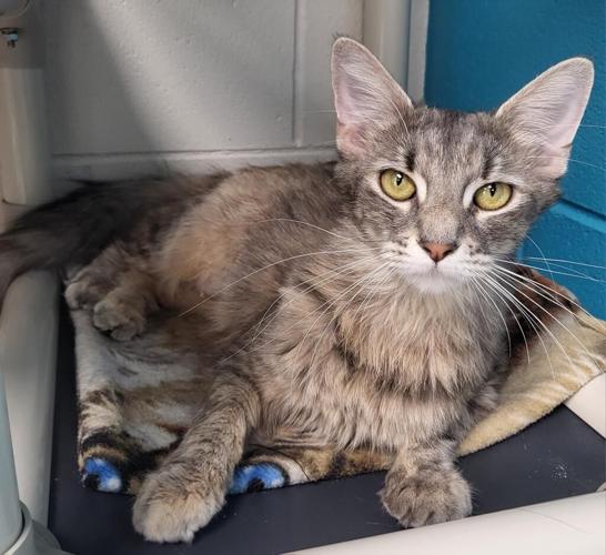 At The Shelter Greeneville's Petsense Is Host For Adoptable Shelter