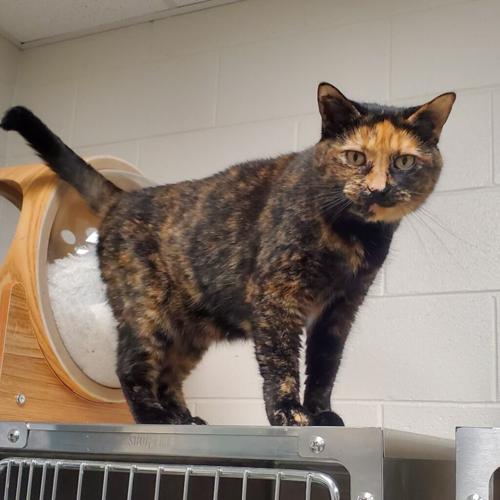 Adoptable Pets At GreenevilleGreene County Humane Society Animal