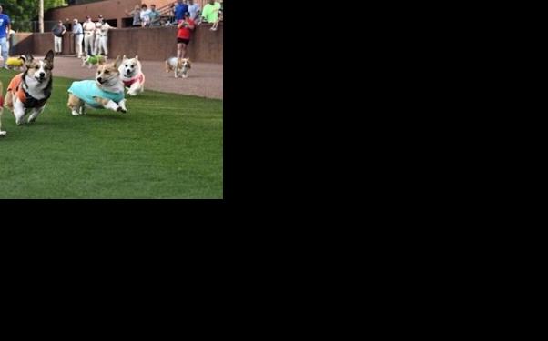 Corgi Races A Hit At Flyboys Game | Local News | greenevillesun.com