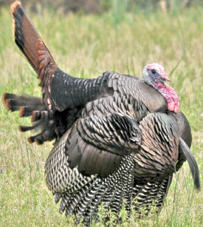 What is american thanksgiving 2024