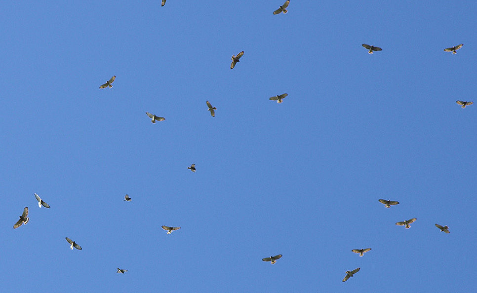 Hawk Watch Soars Back To Grandfather Mountain In September Living