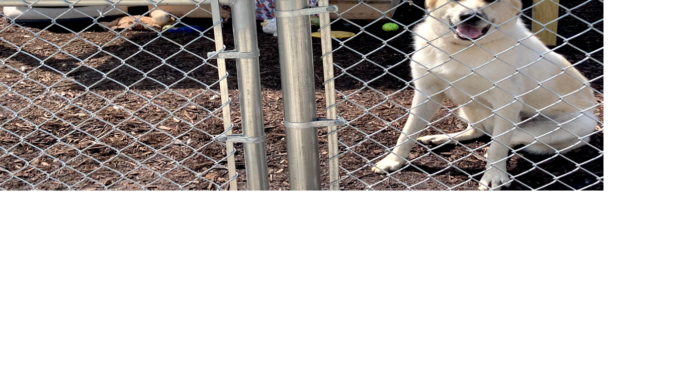 new-state-adequate-shelter-law-for-dogs-goes-into-effect-saturday