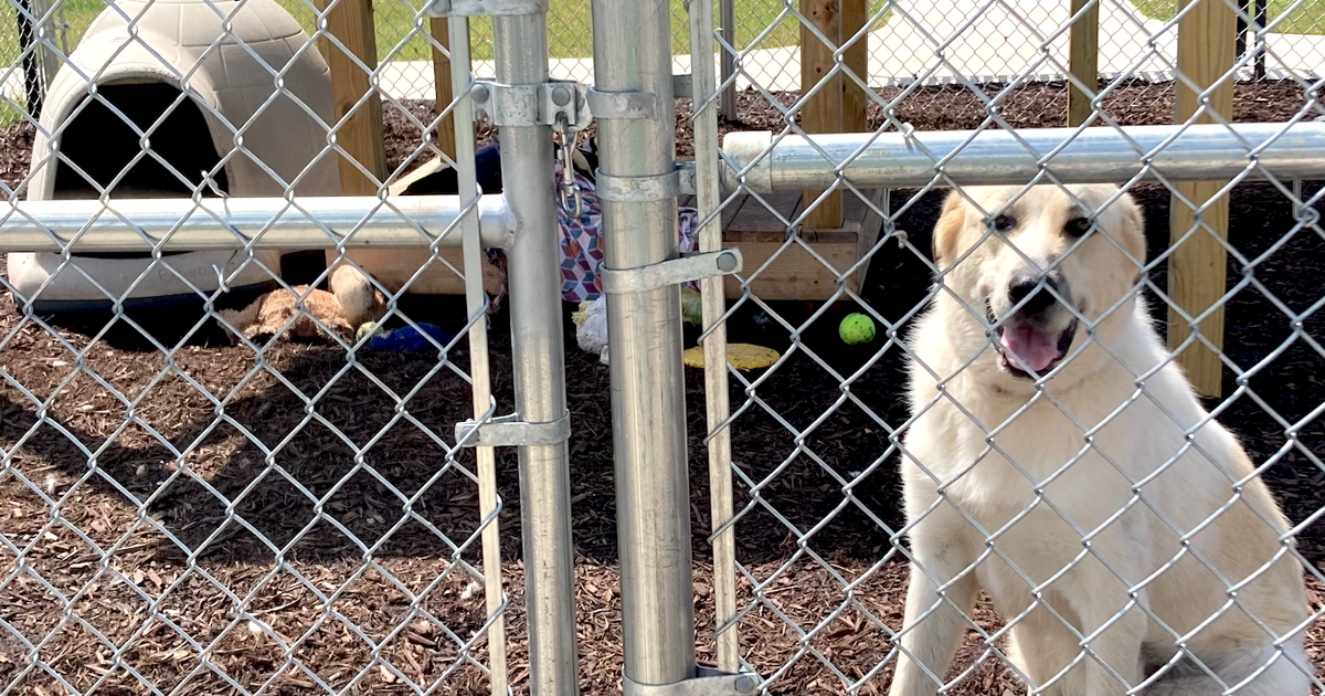 New State Adequate Shelter Law For Dogs Goes Into Effect Saturday new-state-adequate-shelter-law-for-dogs-goes-into-effect-saturday