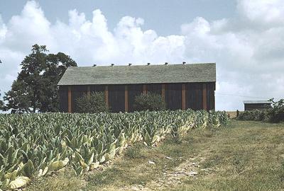 tn90 burley tobacco Burley Tobacco Provided A Sustaining Legacy To Greene County | Local News