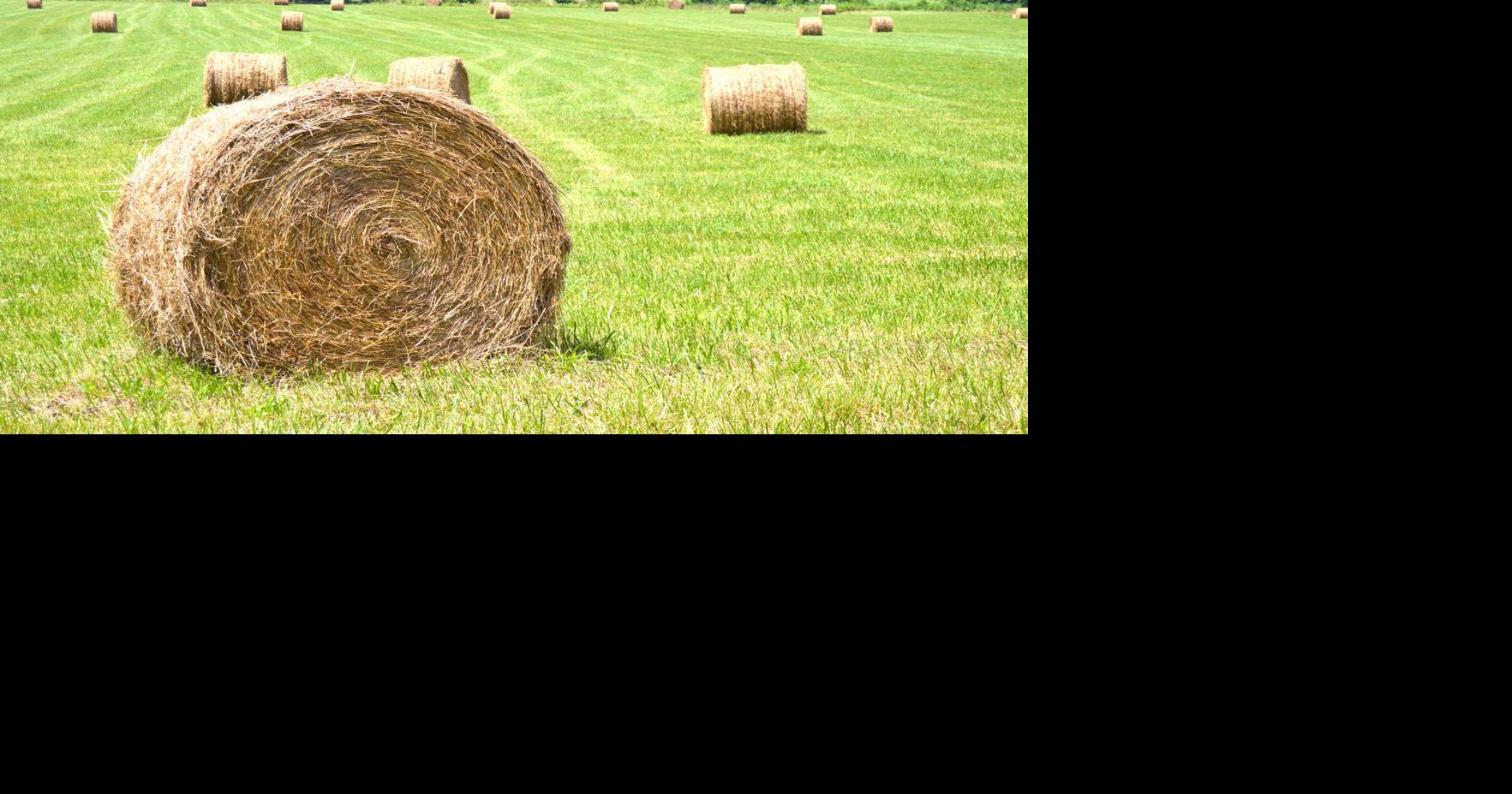State Launches New Direct Hay Report To Support Local Farmers ...