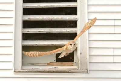 Nest Cam Barn Owl Pair Raising Bonus Round Of Chicks News