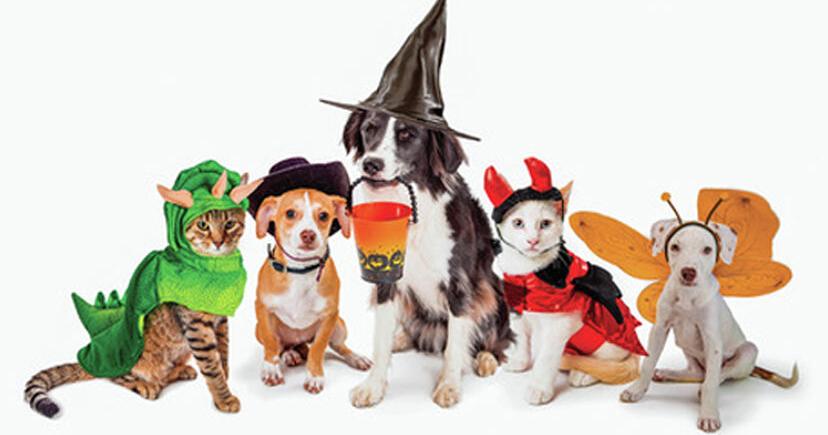 Pet Costume Contest comes to Fall Festival | Local News