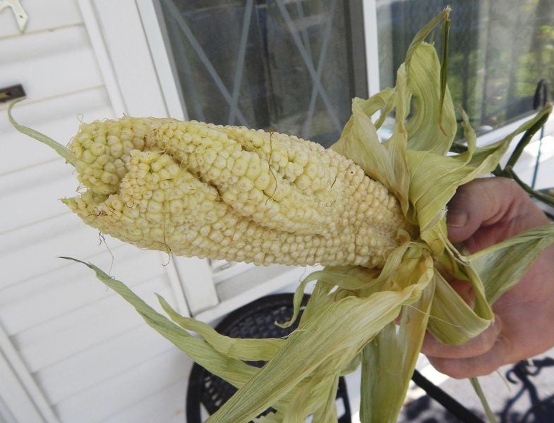 local man growing strange crop local news