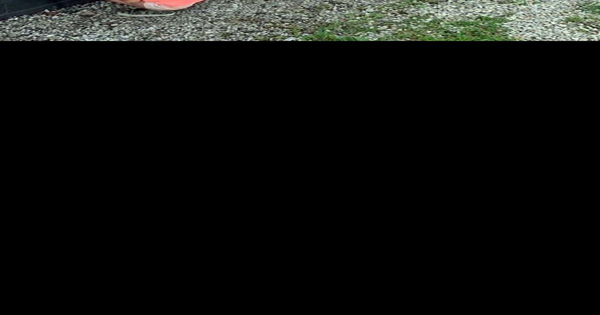 Milroy mural nearing completion Local News