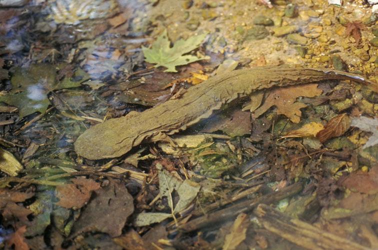 Recovery of an endangered species | Sports | greensburgdailynews.com