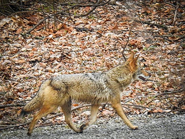Winter coyote sightings are no cause for alarm Around Indiana