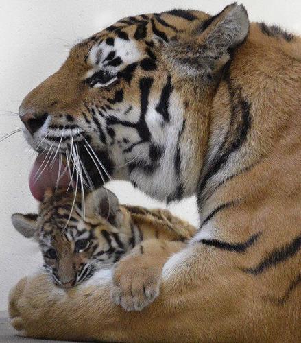Indianapolis Zoo tiger cubs make public debut Friday