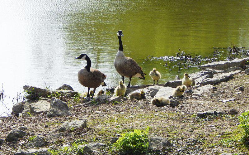 Greensburg City park fowl | Local News | greensburgdailynews.com