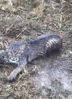 Bobcats caught, released in Franklin County