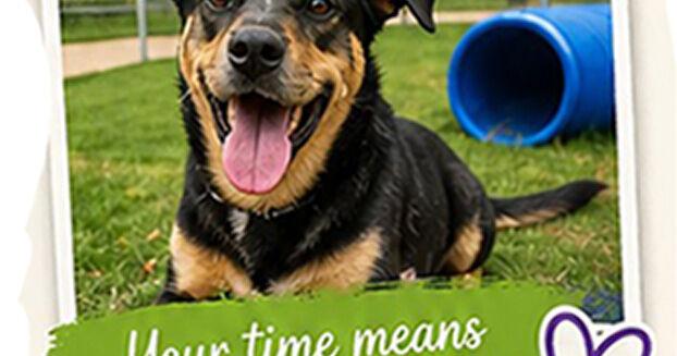 GDC Animal Shelter needs kennel buddies