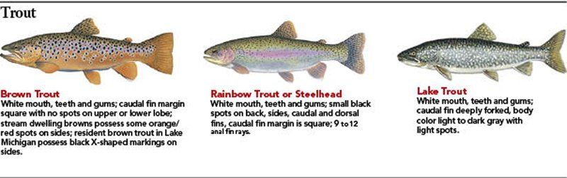 Indiana DNR stocking trout; season starts April 25 | Columns ...