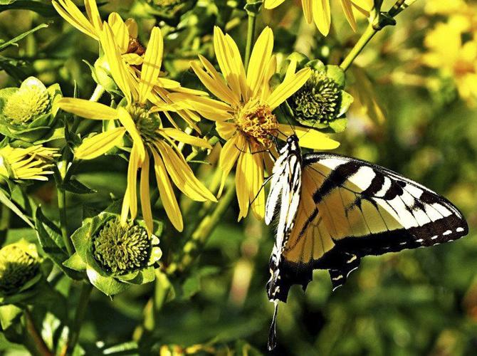 Community project cherishes vital pollinators