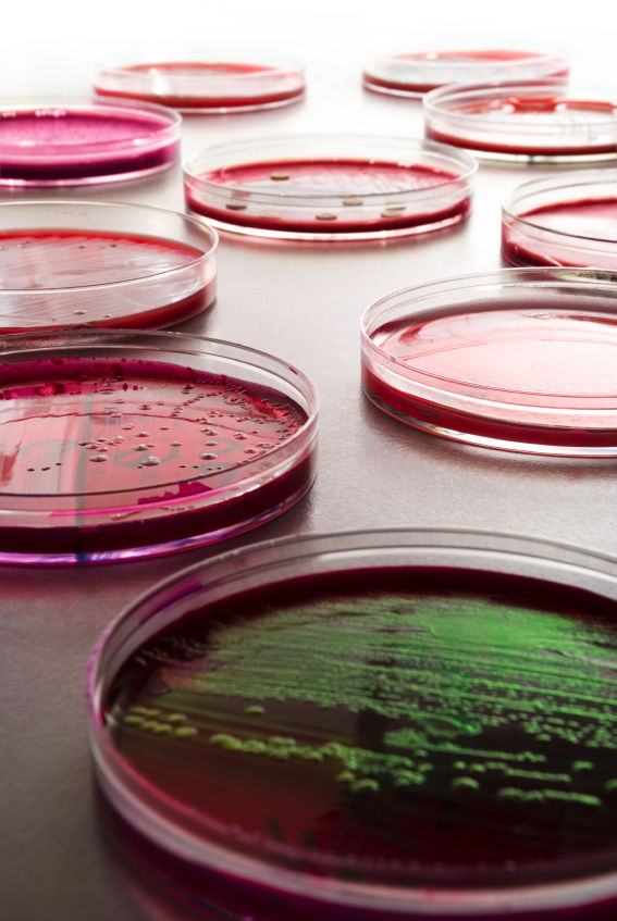 bacteria.jpg