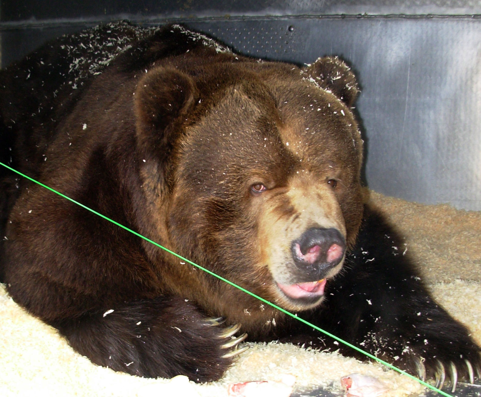 Ensuring bear necessities Lifestyles greensburgdailynews