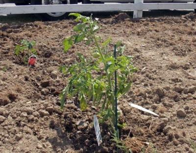 Community Garden plots available for mid-May opening | Local News