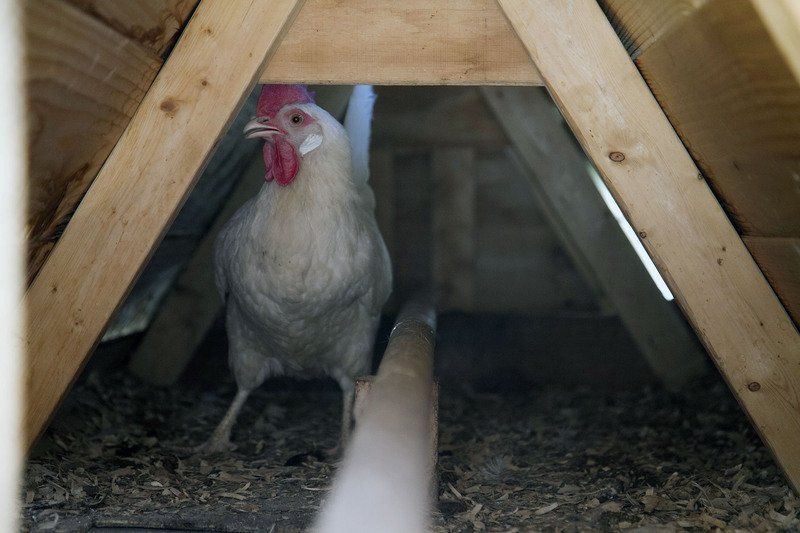 State warns backyard chicken farmers of avian flu News