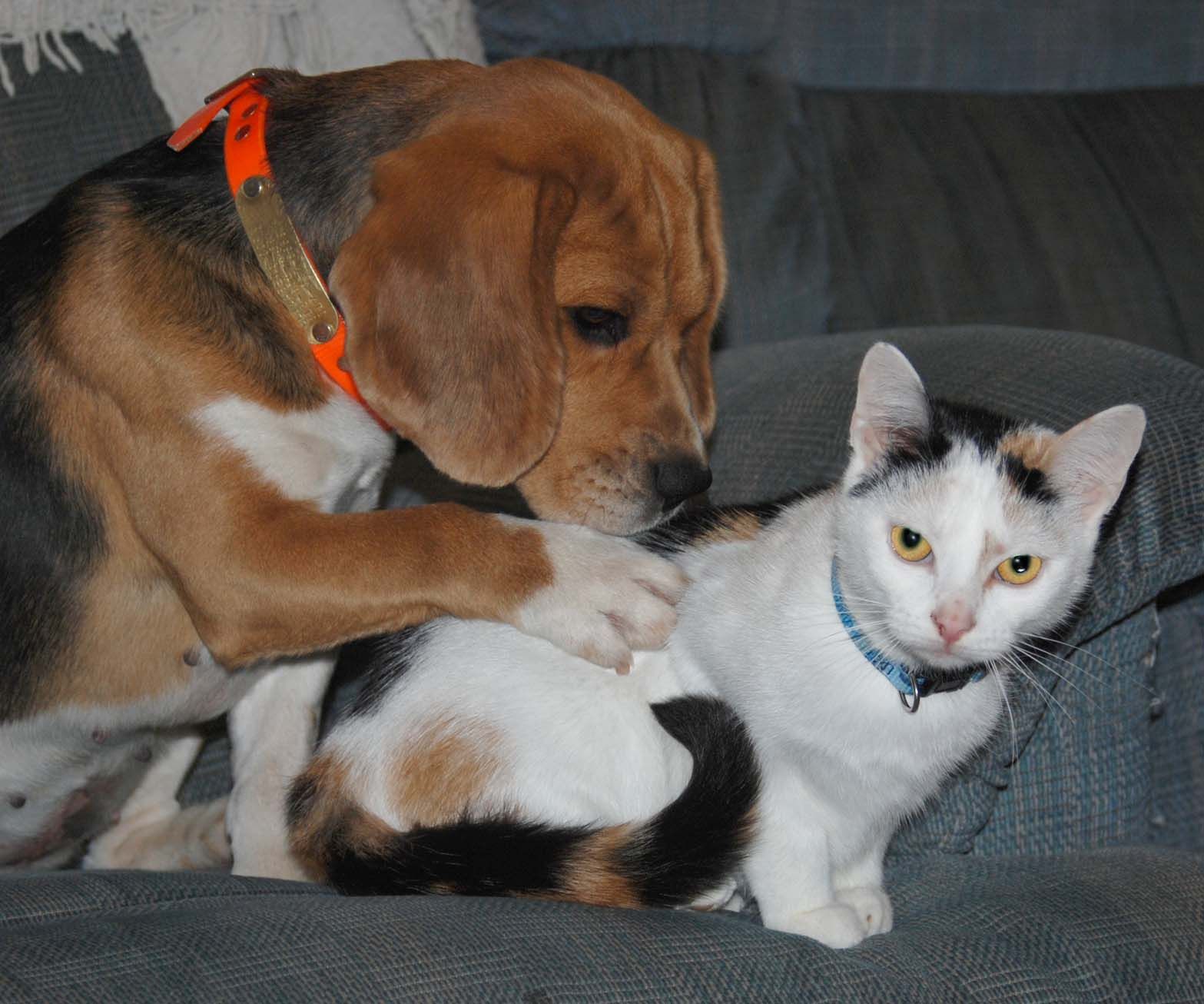 champion rabbit beagles