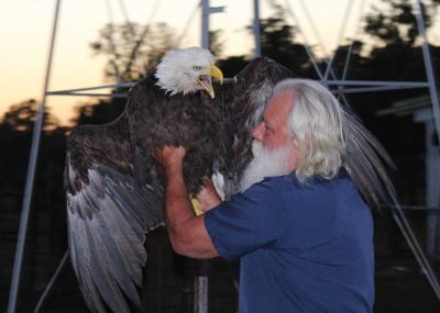 Dnr Saves Bald Eagle In Southern Indiana News