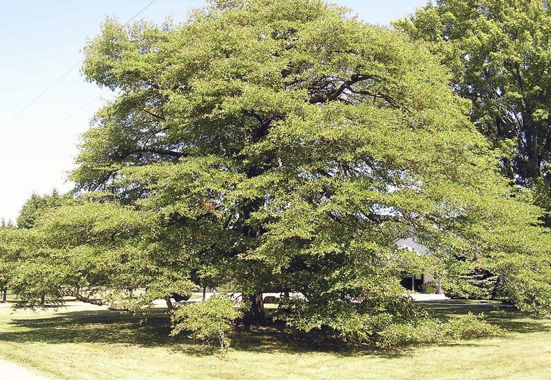 The beauty of this unusual black gum tree | Columns