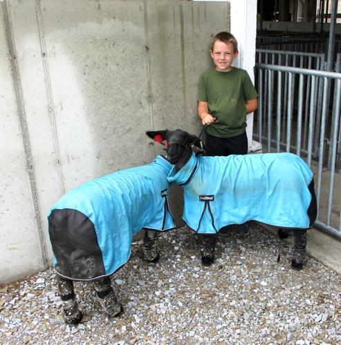 2026 Rush County Fair continues | Local News | greensburgdailynews.com