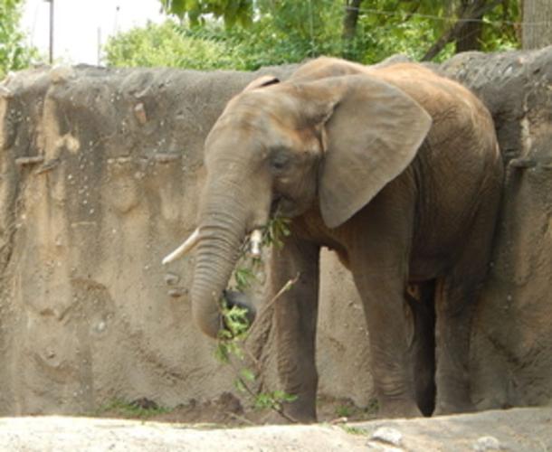 Family fun nearby at Indianapolis Zoo | Local News ...