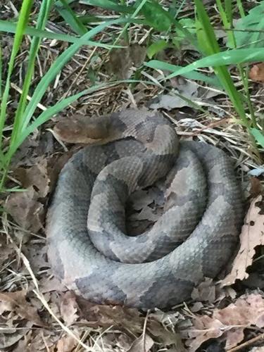 Sipping From Snake Scales  A Moment of Science - Indiana Public Media