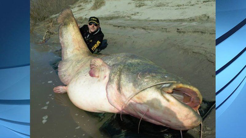 View photos of alleged record-breaking 280 pound, wels catfish