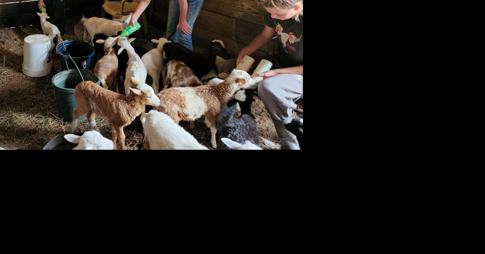 Fate of rescued sheep detailed | Local News | greensburgdailynews.com