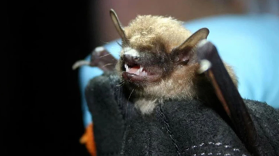 bat
