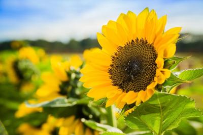 sunflower.jpg