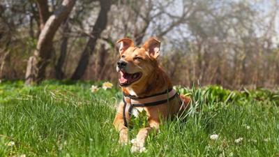 Spring Is a Fresh Start for Your Pet — and Preventive Care Can Help Protect Health and Your Budget