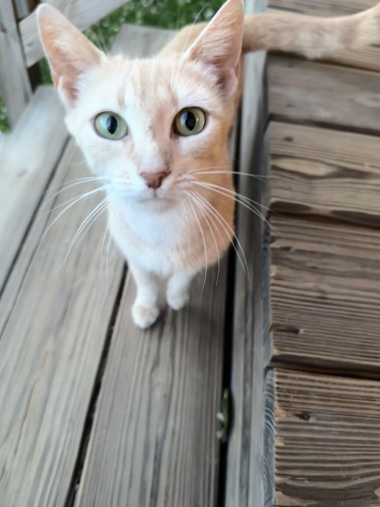 Peaches the Cat.jpg