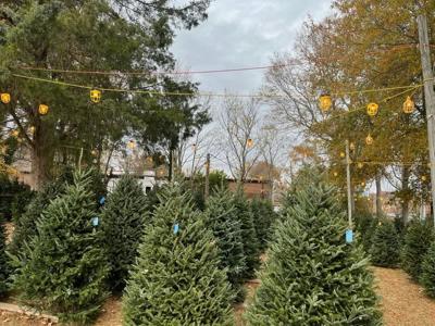 Lyman Market Christmas Trees.jpg