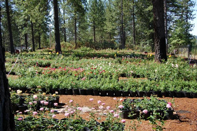 Yes, there are roses in Garden Valley News