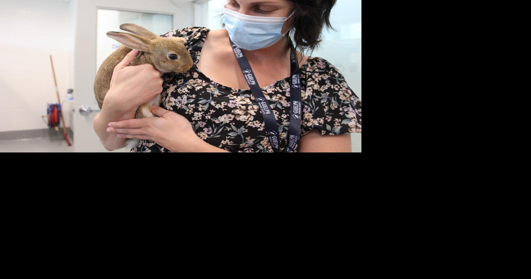 Shelters like Guelph Humane Society saw huge increase in domestic ...