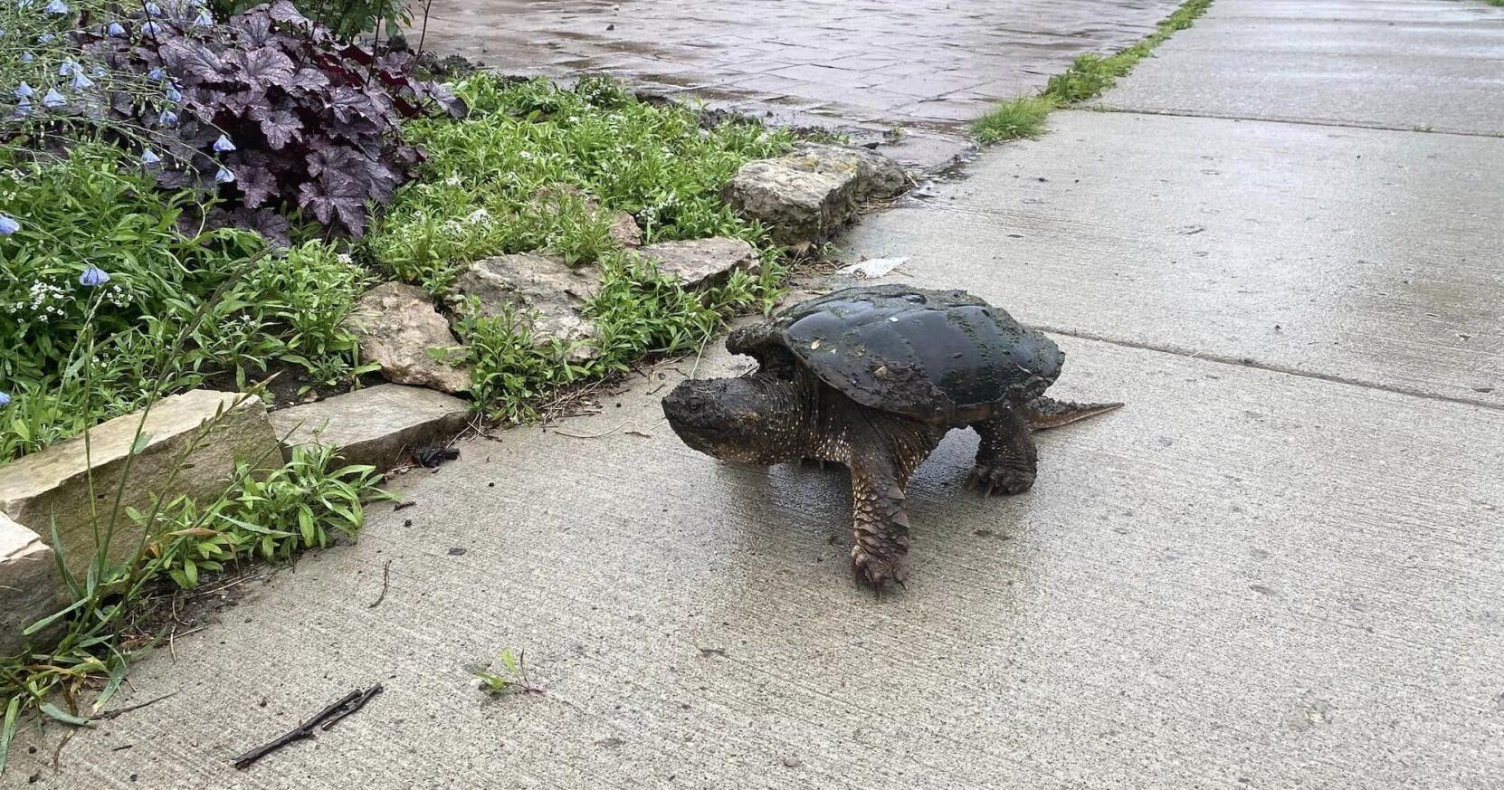 What to do if you spot an injured turtle on Ontario roads? - Vimarsana News