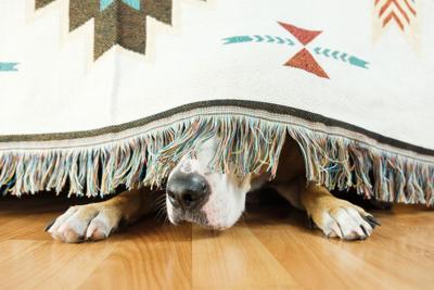 Dog's nose and paws peeking out from under a sofa