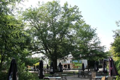 Bitternut hickory tree