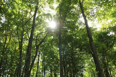 Sun and trees near Victoria Bridge Guelph